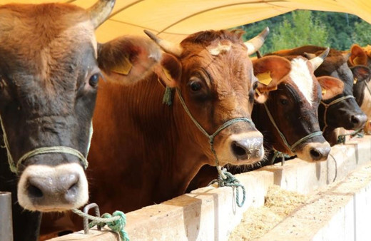 Carrefoursa kurbanlık fiyatları 2022 küçükbaş/büyükbaş kurbanlık fiyatları