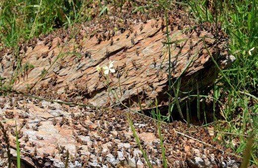 Çiftçilerin korkulu rüyası gerçek oldu! Binlercesi ekili arazileri işgal etti