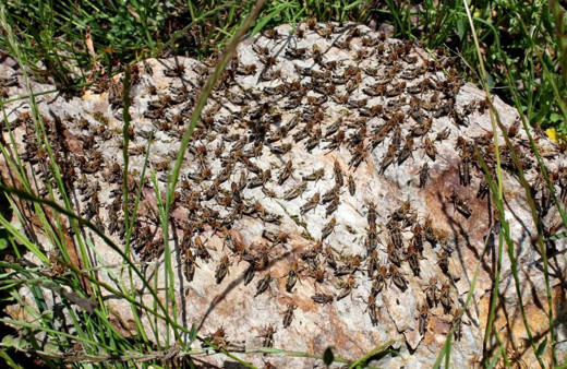 Çiftçilerin korkulu rüyası! Tarım arazilerini istila ettiler salgına neden oluyor