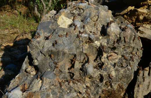 Osmaniye alarmda! Çiftçilerin korkulu rüyası çekirgeler tarım arazilerini istila etti