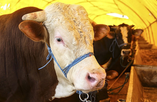 Kurbanlık fiyatları belli oldu 2022 yılı küçükbaş ve büyükbaş kurbanlıklar çok zamlandı