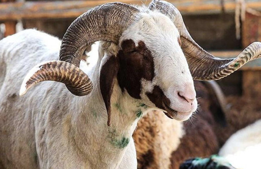 Büyükbaş tosun fiyatları 2022 canlı hisse fiyatı kaç para oldu?