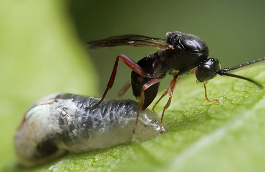 Laboratuvarda üretilen bu böcekler gal arılarını yok edecek! Bartın'da doğaya salındı