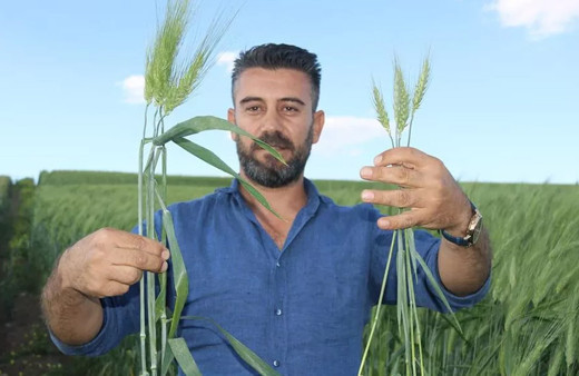 Arkeolojik kazıda küpten çıktı 7 bin yıllık buğday Türkiye'yi ihya edecek