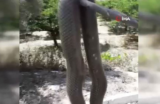 Çilek tarlasında yılan dehşeti! 2 buçuk metrelik yılan yürekleri ağıza getirdi