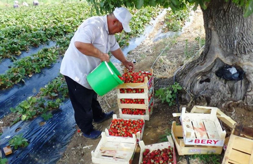 Çalıştığı marketi bıraktı çilek işine girdi yılda 800 bin lira kazanıyor