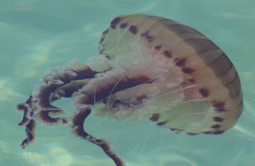 Atlantik Okyanusu'ndan Marmara Denizi'ne geldi! Plajlarda görülüyor sakın dokunmayın