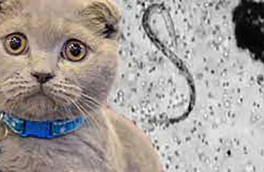 Keşke bana da bulaşsa diyeceksiniz! Korkulan parazitin çekici gösterdiği açıklandı