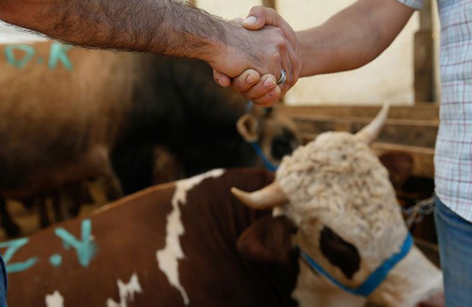 Migros kurbanlık fiyatları 2022 küçükbaş/büyükbaş kurbanlık hisse fiyatları