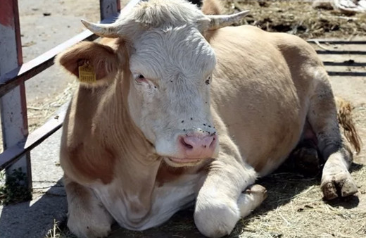 A101 kurbanlık fiyatları 2022 büyükbaş hisse fiyatları kaç para oldu?