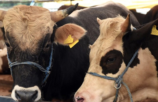 Carrefoursa kurbanlık fiyatları 2022 küçükbaş/büyükbaş kurbanlık fiyatları