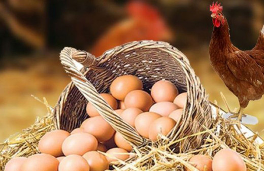 1 koli yumurta 100 lira olacak! Piyasada yumurta tavuğu kalmayacak deniyor