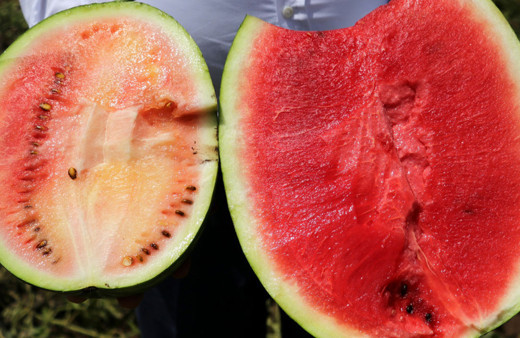 Tüketici Konfederasyonu'ndan 'kelek karpuz' uyarısı! Şikayet edebilirsiniz fiş yoksa bunu yapın