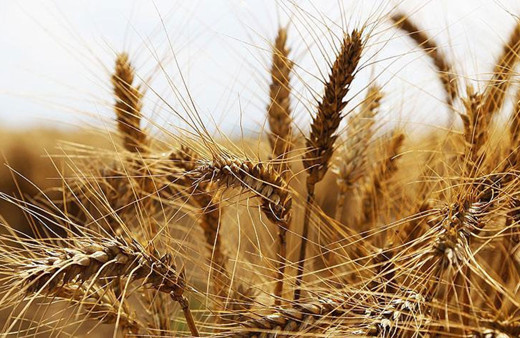 TMO 'bu yıl farklı alım kampanyası' dedi! Buğday ve arpada prim verilecek