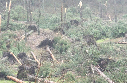 Kütahya'da hortum felaketi! Köye gelse köyü yıkacaktı! Ormanda ağaçları biçip geçti