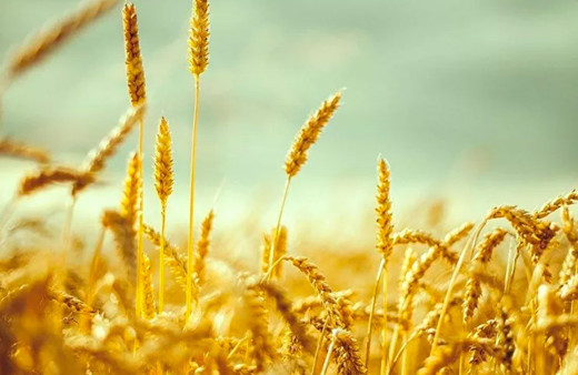 Ukrayna gıda krizine karşı 2 tahıl koridorunu açtı