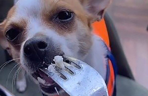 Tiktok skandalları bitmiyor! Lüks restoranda köpeğine çatalla yemek yedirdi