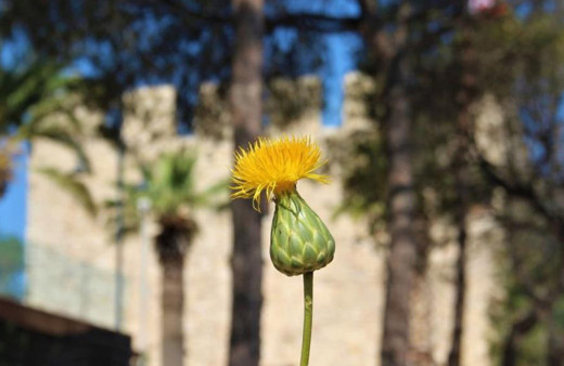 Tülüşah çiçeğini koparmanın cezası 109 bin TL