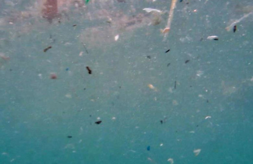 Deniz canlılarının en büyük düşmanını uzman isim açıkladı