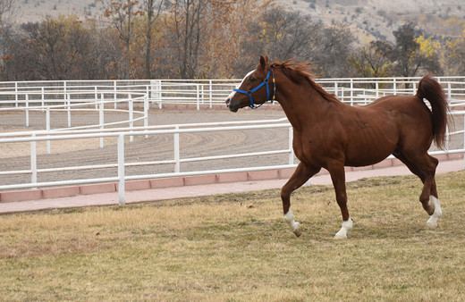 60 safkan arap tayı ihaleyle teker teker satılacak