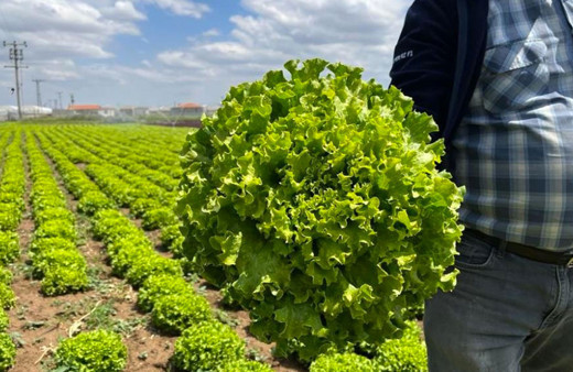 Tarlada 1,5 lira markette 8 lira! Sektördeki uzman isim çözüm önerisini sundu