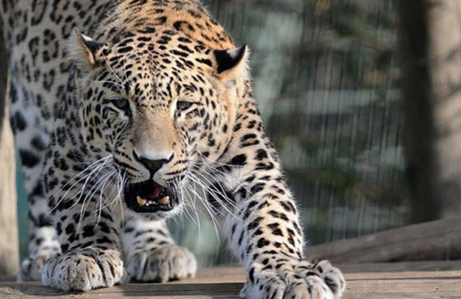 Keşmir'de leopar saldırılarında 3 çocuk hayatını kaybetti