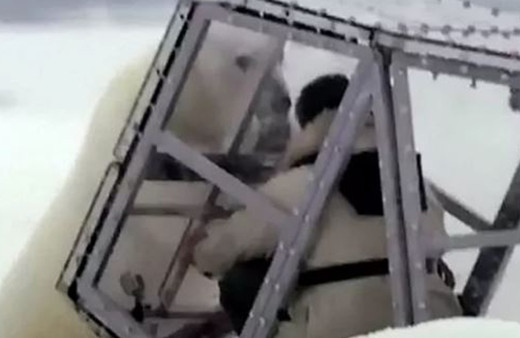 Vahşi yaşam kameramanı kendini kafese kapattı! Saniyeler sonrasında...