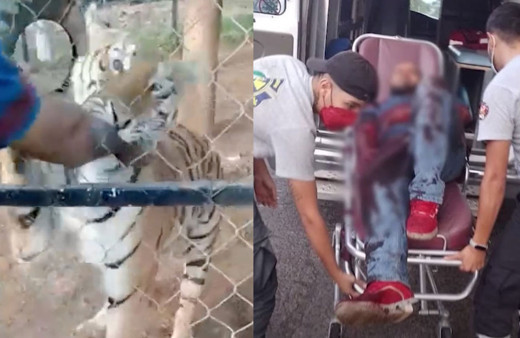 Kaplan bakıcısını parçaladı! Korkunç olay anı kameraya yakalandı