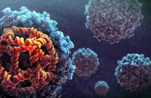 Belçika'da maymun çiçeği paniği vaka sayısı açıklandı