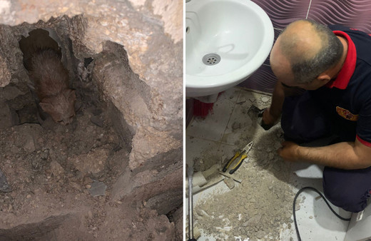 Kilis'te su borusuna sıkışan 4 kedi yavrusunu itfaiye kurtardı