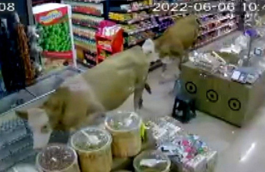 Bayburt'ta kurbanlıklar markette reyonları gezdi o anlar güvenlik kamerasında