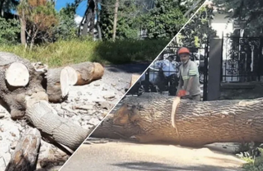 İBB'ye  Emirgan Korusu'nda ''izinsiz ağaç kesimi''nden idari para cezası