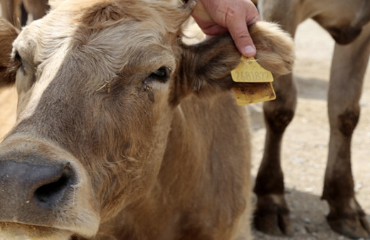 Kurbanlık yaşı sorgulama kaç olmalı, kurbanlık yaşı nasıl anlaşılır?
