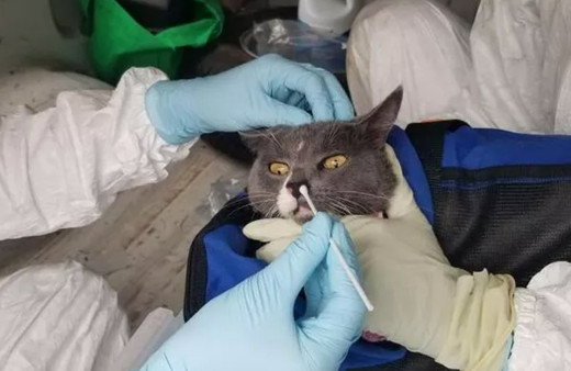 Kediden insana bulaşan ilk COVID-19 vakası tespit edildi