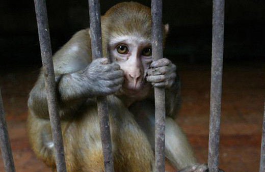 Maymunlar tarafından kaçırılan bir aylık bebek hayatını kaybetti