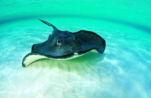 Kamboçya'da keşfedilen balık şok etti! 300 kilo ağırlığında...