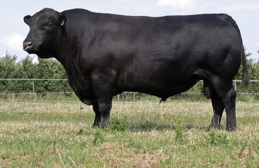 Angus nedir diğer adı ne Angustan kurbanlık olur mu, eti helal mi Diyanet