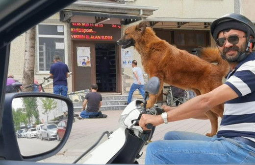 Bursa'da motosiklet yolculuğu yapan köpek görenleri şaşkına çevirdi