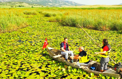 Afyankarahisar'da Nilüfer çiçeklerinin açtığı gölde masalsı görüntüler