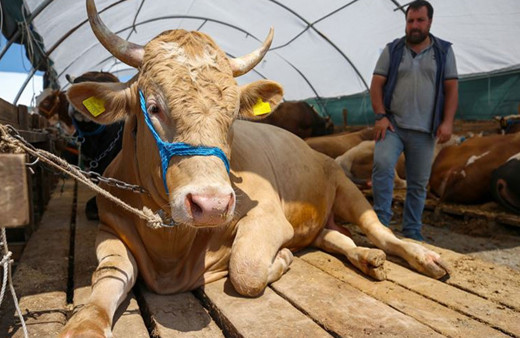 Migros, A101, Carrefoursa 2022 kurbanlık satışları başladı! Küçükbaş-büyükbaş kurbanlıklar cep yakıyor özel indirim yapan var!