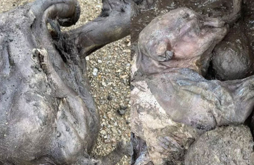 Çalışanlar gözlerine inanamadı: 30 bin yıllık mamut yavrusu bulundu!
