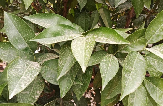 Irak ve Suriye’den gelen kum fırtınasında Şırnak'ta göz gözü görmedi! Şehir adeta fırtınaya teslim oldu!