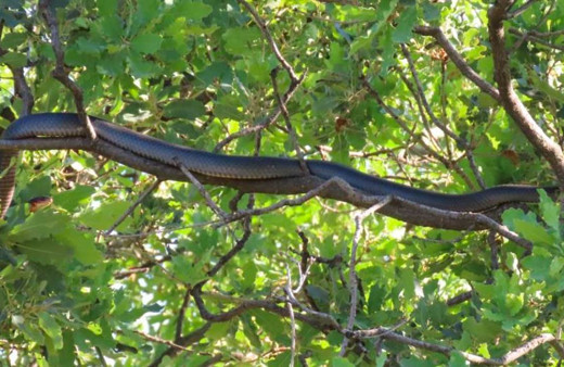 Tunceli'de dev yılan paniği! Gören telefona sarıldı uzunluğu korkuttu