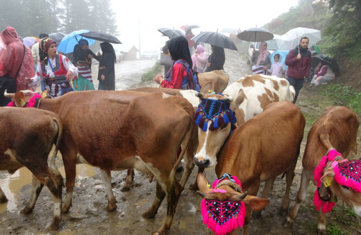 Trabzon'dan renkli görüntüler! Yaylacılar gelin gibi süsledikleri inekleri ile yaylalarının yolunu tuttular