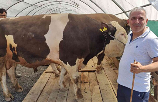 1 ton 500 kilogramlık dananın fiyatı dudak uçuklattı... Kurban pazarının gözdesi