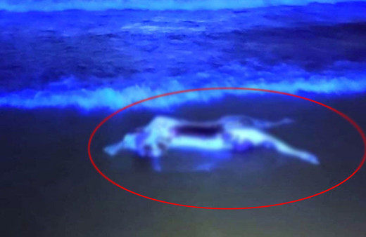 Kerpe, Cebeci, Kumcağız sahiline vurdu! Yüzmeye gelenler dehşete düşüp telefona sarıldı