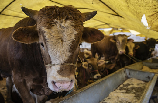 Pazarlar kuruldu, satışlar başladı! Kurbanlık alırken nelere dikkat edilmeli?