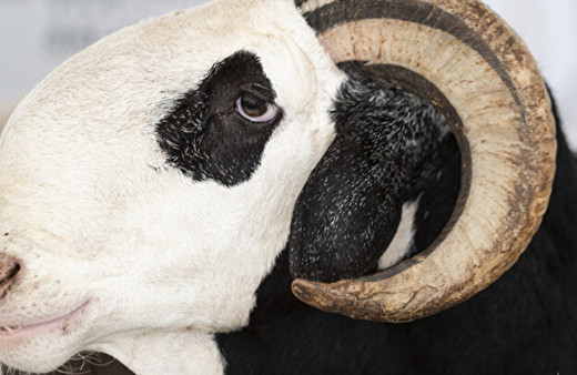 70 bin dolarlık koyun görenleri şaşkına çeviriyor: Koyunların kralı 'ladoum'