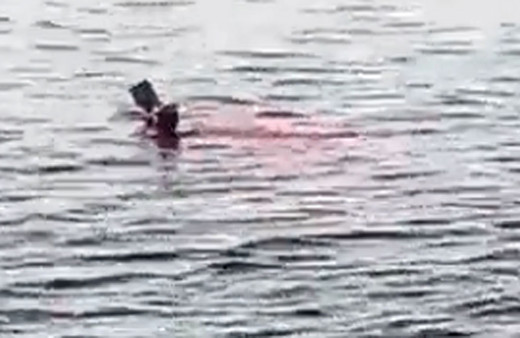 Mısır'da köpek balığı denize giren kadını parçalayarak öldürdü dehşet anları kamerada