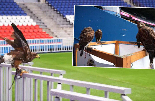 Dünya devi Paris Saint Germain 4 adet şahini işe aldı